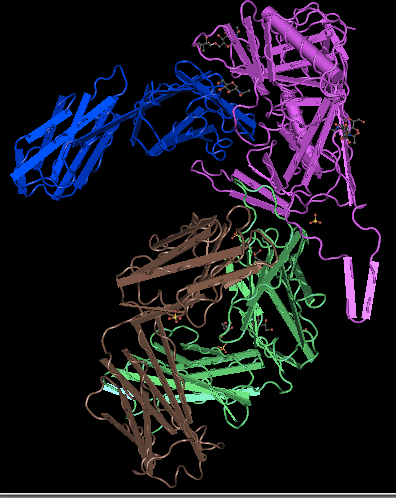cn3d result for the protein