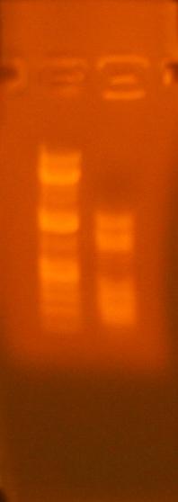 File:7-17 col pcr assembly pbad original.jpg