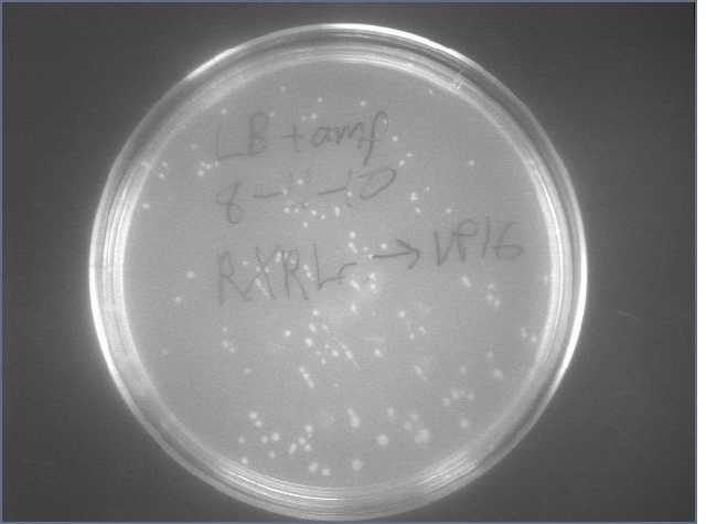 File:RXRLc VP16 8-12.jpg