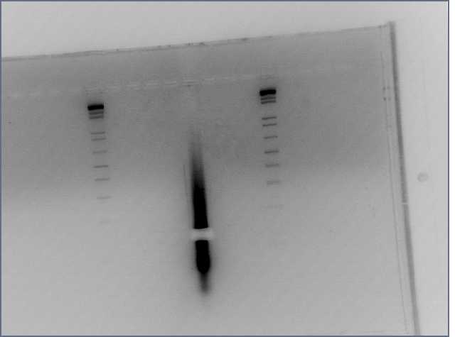 File:5xGalprmt gel extract 07-21.jpg