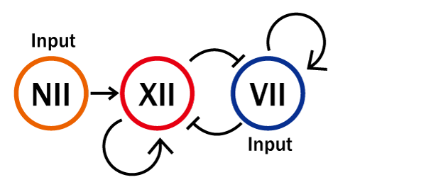 The concept of the experiment VII