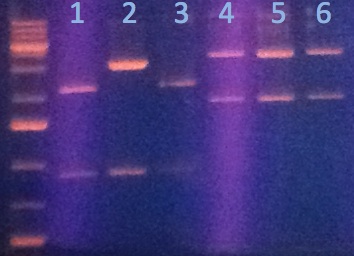 File:KAH072612 gel1.jpg