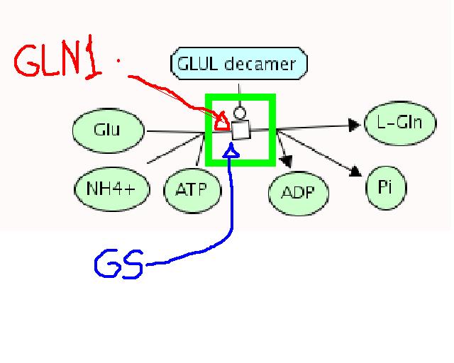 Glutamate to Glutamine