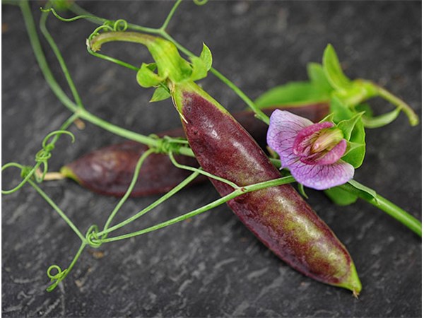 File:Garden-Pea-Tendril-Pea-Sugar-Magnolia-LSS-000 6459.jpg