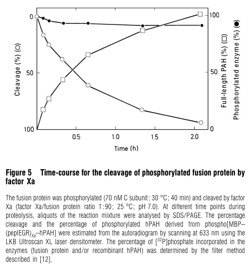 Fig. 1 Protection of PAH enzyme by full-phosphorylation