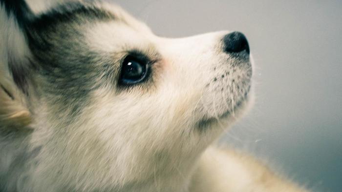 File:Kiss me cute.jpg