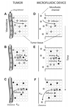 File:Drug transport.png