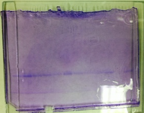 File:9 25 2013 cmj SDSPAGE gel.png