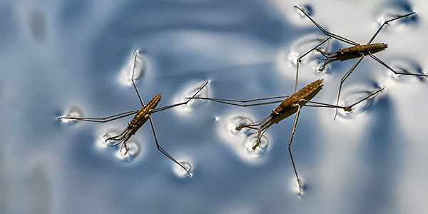 File:Waterstrider.jpg
