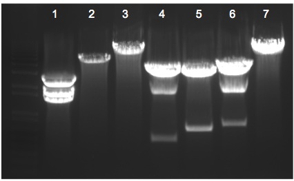 File:KAH 112409 gel2.jpg