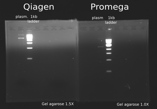 File:Electrophoresis 060710.jpg