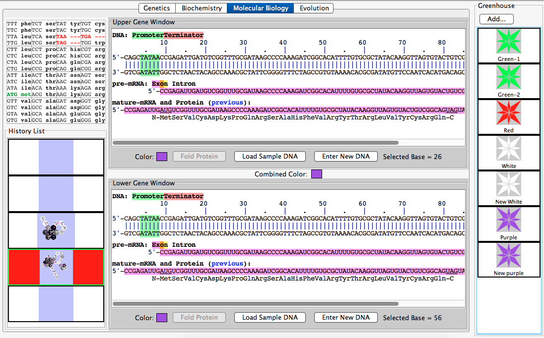 True-breeding Purple Flower