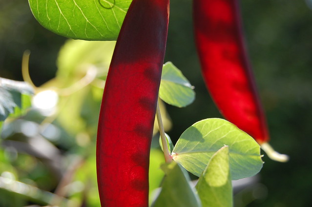 File:4340726447 8496952588 z.jpg