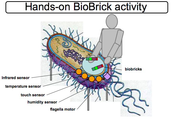 File:HandsOnBioBrick ActivityTable.png