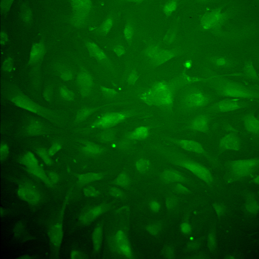 File:Ncc 5uM x10 488nm 1.jpg