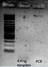 File:Gid 2009-11-06 14hr 26min.jpg