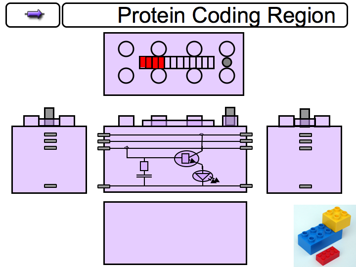 File:HandsOnBioBrick ProteinCodingRegion.png