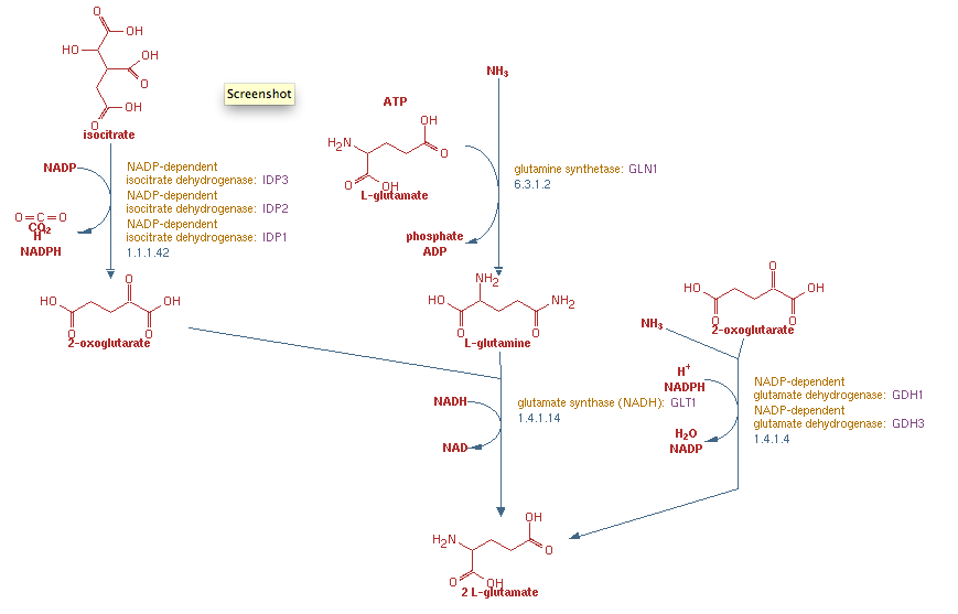 Glutamate Biosynthesis Pathway