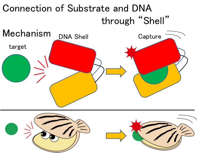 File:Biomod-2012-utokyo-uthongo-Connection-of-substrate-and-dna-throu-ver3.png