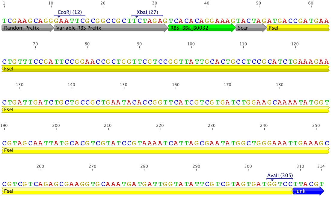 Figure 2 : RBS_FseI fragment 1