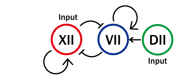 The concept of the experiment XII