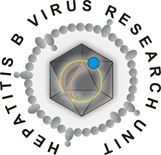 HBVRU Logo