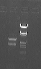 File:PKU Switch 07-8-27 again.jpg