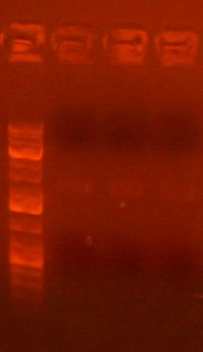 File:Vector dna redigested 6-24.jpg