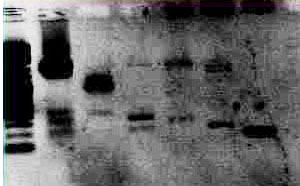 File:Gid 2009-11-19 13hr 58min.jpg