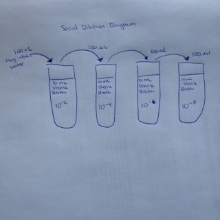 File:Serial Dilution Diagram Katrina.jpg