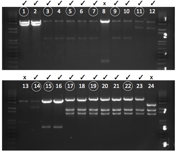 File:KAH 112009 gel1.jpg