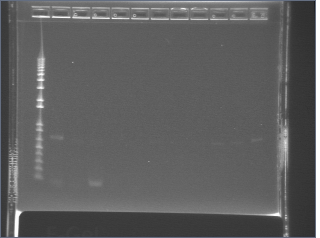 File:Ligation Phusion - failed.jpg