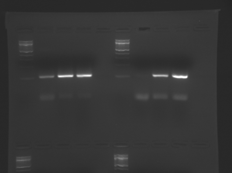 File:S11 M1D2 WF Blu-Org.jpg