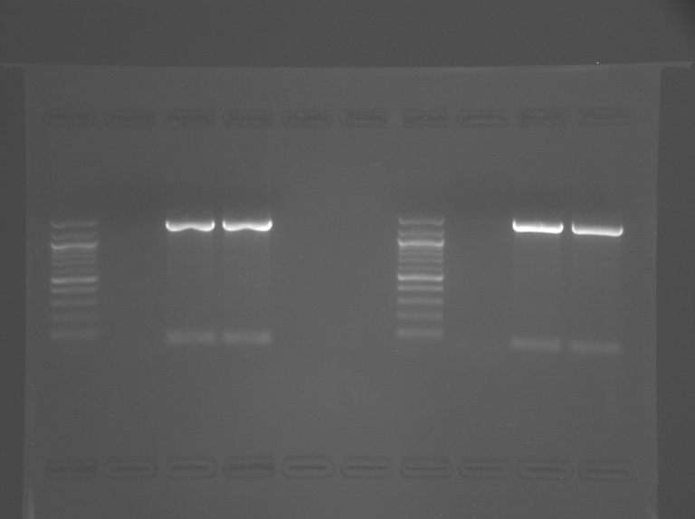 File:S13-M1D4 TR-Prp-Grn.jpg