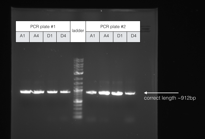 File:2014-EchiDNA-LAB-BOOK-EXPERIMENT 3-shit Fig5.png