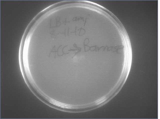 File:ACC - Barnase lig 8-12.jpg