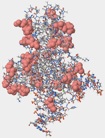 The acidic amino acids in hOGG1.