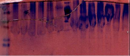 File:Lab 7 SDS Baculovirus.jpg