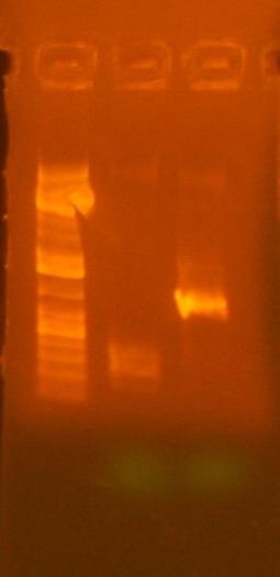 File:7-3 re pcr 213 and 239 analytical gel 1.jpg
