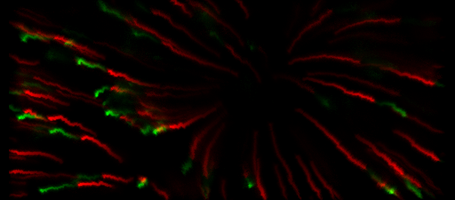 File:Chris nie Cc focus.png