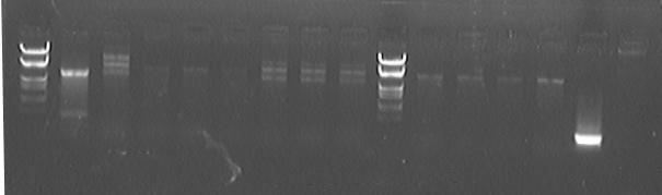 File:PKU Switch 07-8-27 RS1 etc.jpg