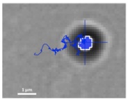 Tracking a 1-micron-diameter microsphere that has been internalized by an ARPE-19 cell.