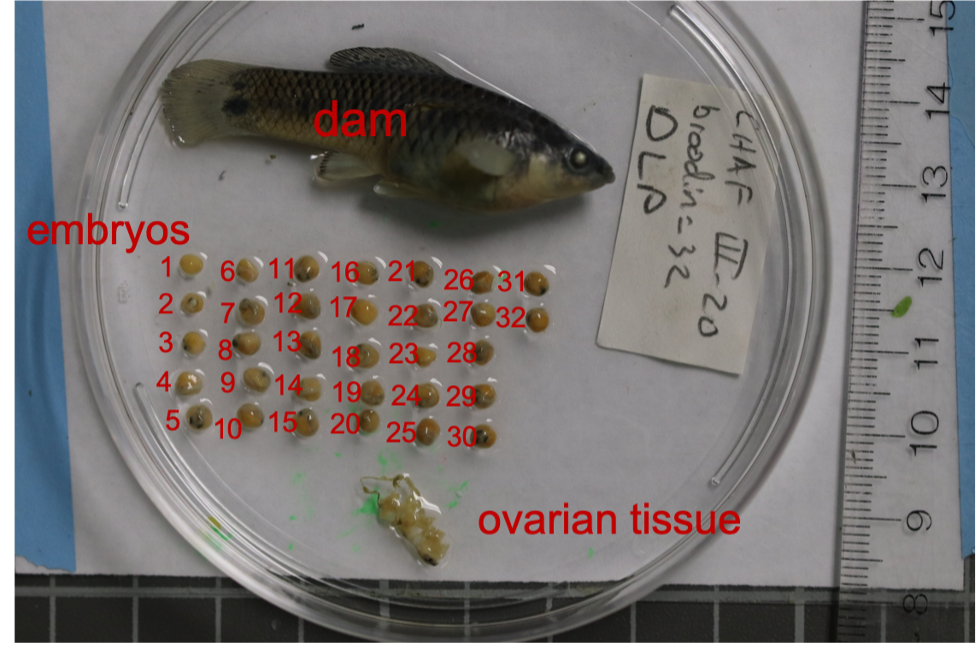 Example photo from dissection of preserved embryos, including dam, embryos, and ovarian tissue.