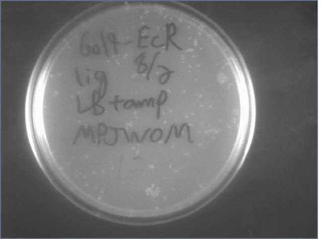 File:Gal4-EcR lig 8-3.jpg