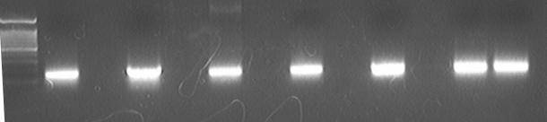 File:PKU Switch 07-8-20 double promoters 1.jpg