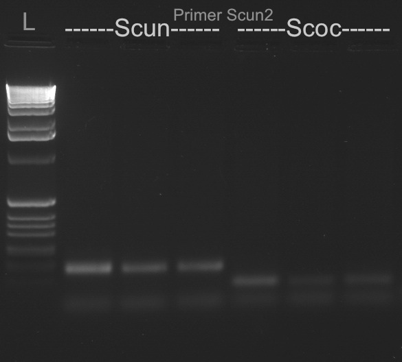 File:20110114 Scun2.jpg