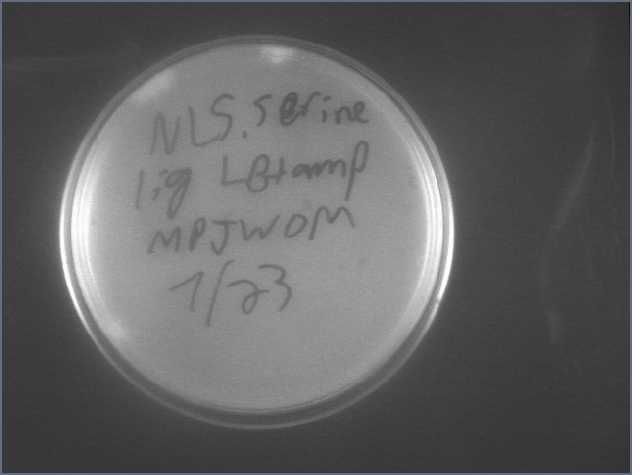 File:NLS.Serine lig 7-23.jpg