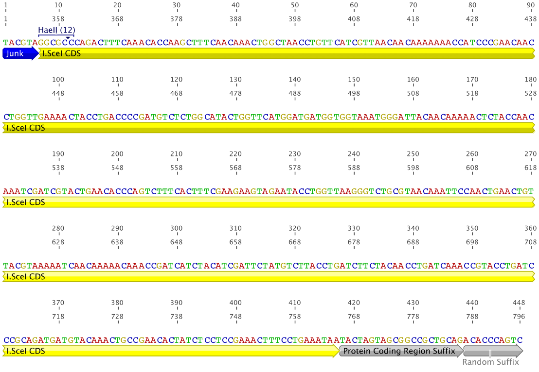 Figure 6 : RBS_ISceI fragment 2