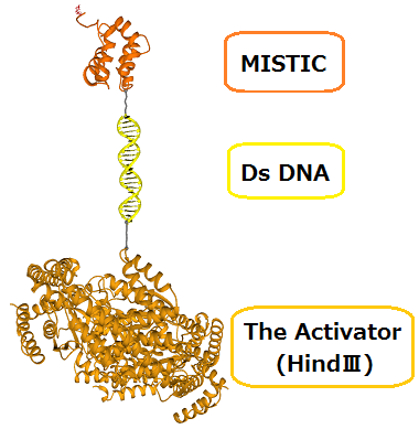 File:Raft for wiki.jpg