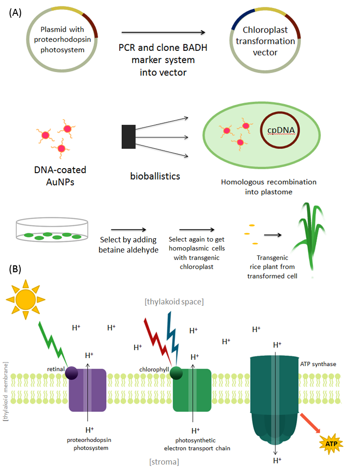 Proposed experiment methods and mechanism